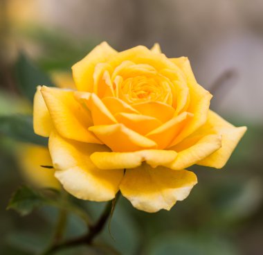 tomurcuk gül çiçek