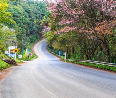 Kiraz çiçeği sakura ağaçları