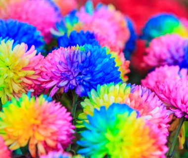 renkli çiçekler arka plan