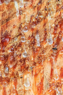 çam ağacı kabuğu