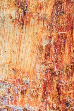 çam ağacı kabuğu