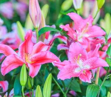 çiçek açan Lily çiçekler