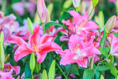 çiçek açan Lily çiçekler