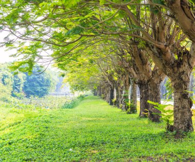 satır bir yeşil ağaç