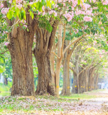 Pembe çiçekler Tabebuia rosea