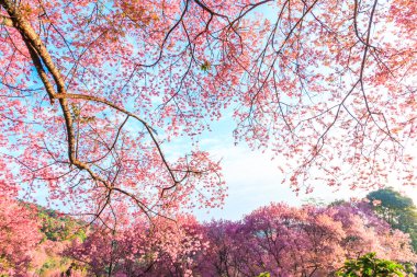 kiraz ağaçları çiçek açan