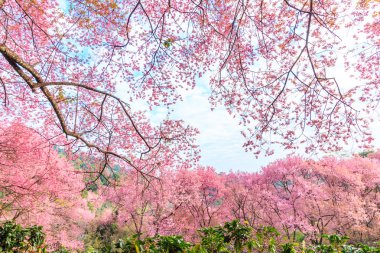 kiraz ağaçları çiçek açan