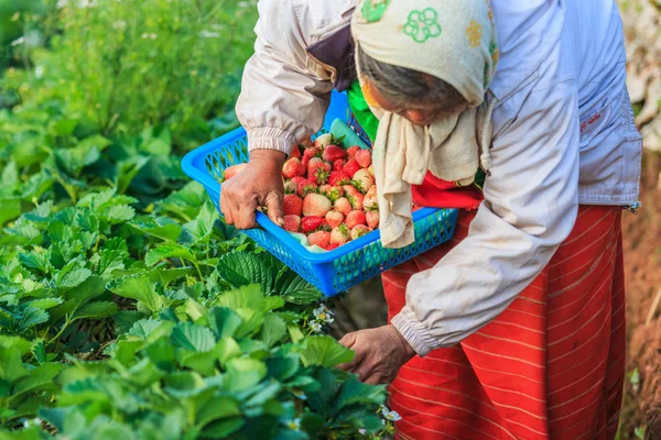 Фермерский рабочий собирает клубнику — стоковое фото