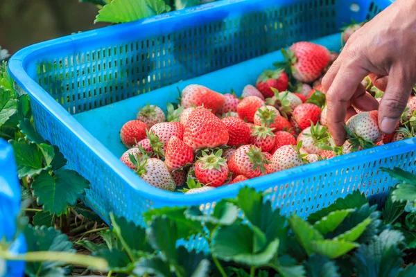 Farmer Worker picking strawberries — Stock Photo, Image
