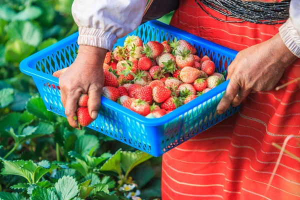 Agricultor Trabajador recogiendo fresas — Foto de Stock