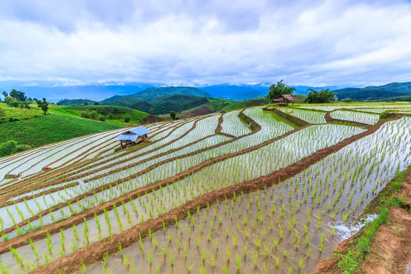 Campo de arroz em pa pong pieng — Fotografia de Stock