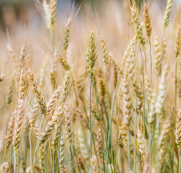 Pšeničné pole zemědělství — Stock fotografie