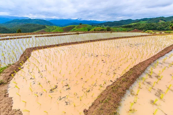 Rice field in pa pong pieng — Stock Photo, Image