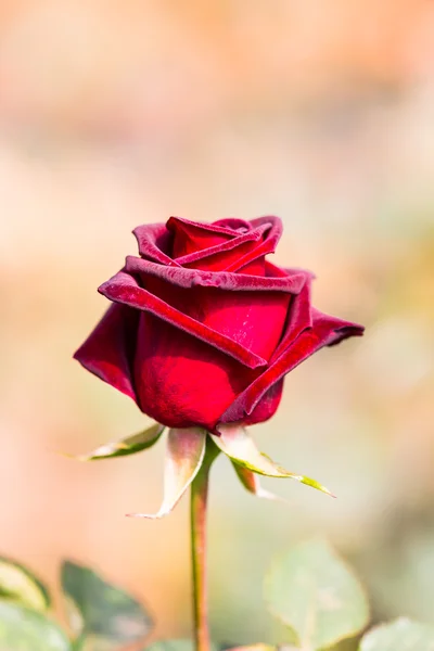 Blommande ros knopp — Stockfoto