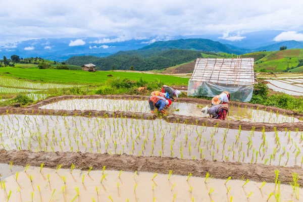 Agricultores plantando plántulas de arroz — Foto de Stock