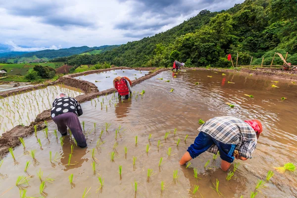 쌀 묘 목을 심기 농민 — 스톡 사진