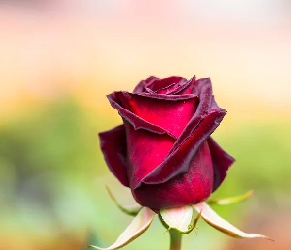 Floração rosa broto — Fotografia de Stock