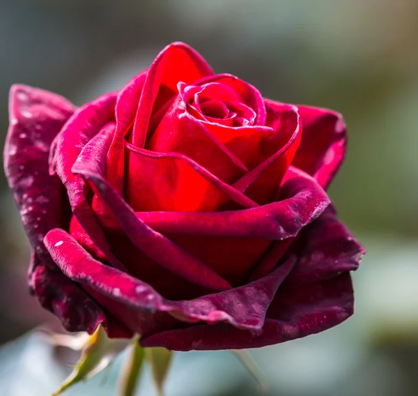 Bloeiende rose bud — Stockfoto