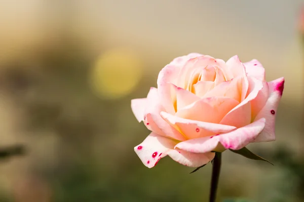 Blommande ros knopp — Stockfoto