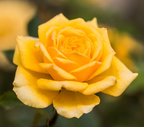 Bourgeon rose en fleurs — Photo