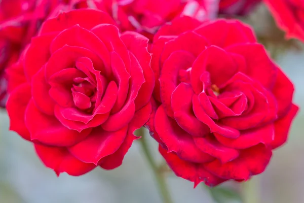 Цветущие розы — стоковое фото