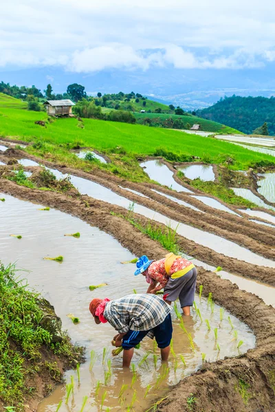 Agricultores plantando mudas de arroz — Fotografia de Stock