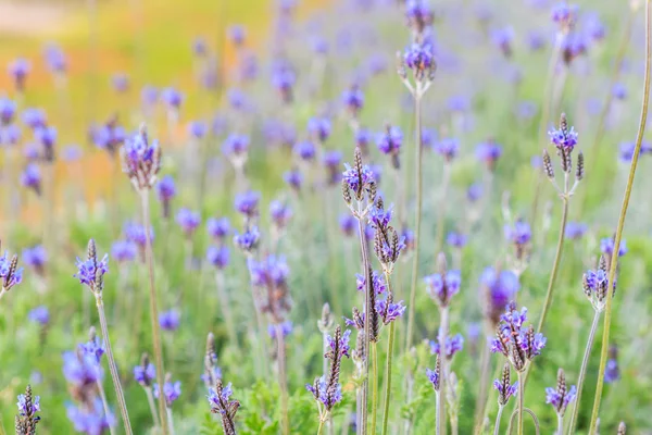 Flores de lavanda florescentes — Fotografia de Stock