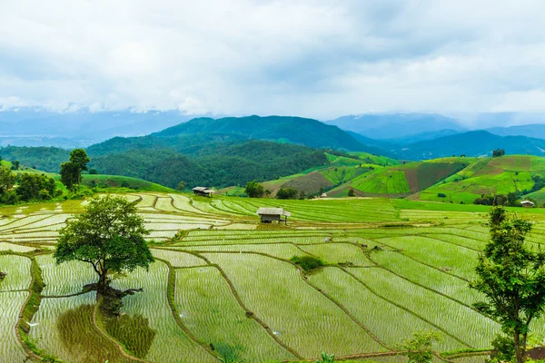 Рисовое поле в pa pong pieng — стоковое фото