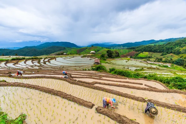 Campo de arroz em pa pong pieng — Fotografia de Stock