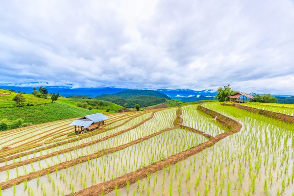 Рисовое поле в pa pong pieng — стоковое фото