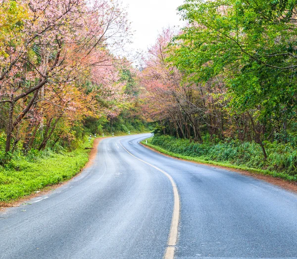 Kiraz çiçeği sakura ağaçları — Stok fotoğraf