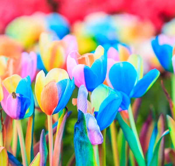 Spring blooming tulips — Stock Photo, Image