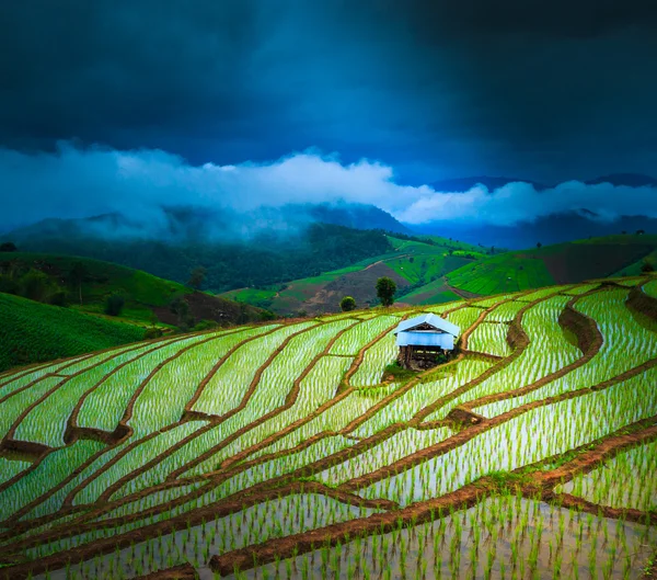 Рисове поле в Па-Понг-Піенг — стокове фото