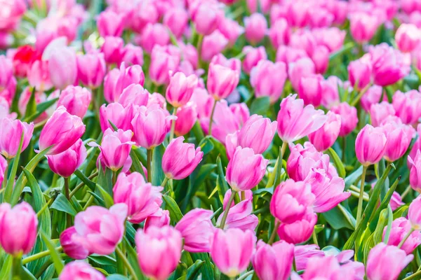 Spring blooming tulips — Stock Photo, Image