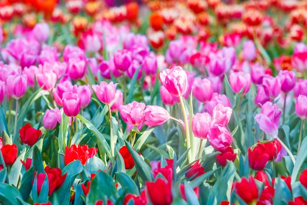Tulipes à fleurs printanières — Photo