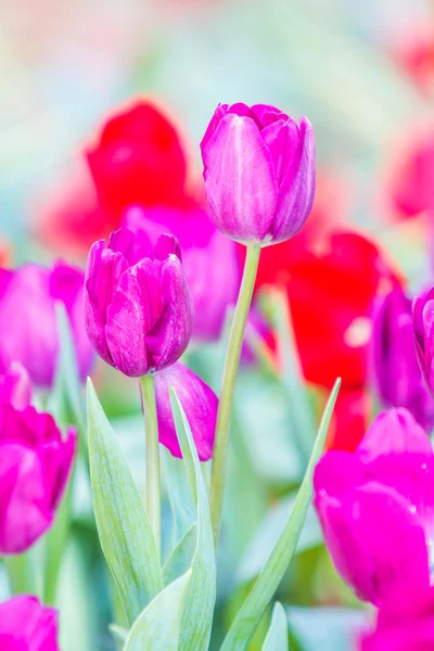 Tulipanes florecientes primavera — Foto de Stock