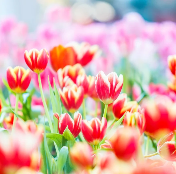 Spring blooming tulips — Stock Photo, Image