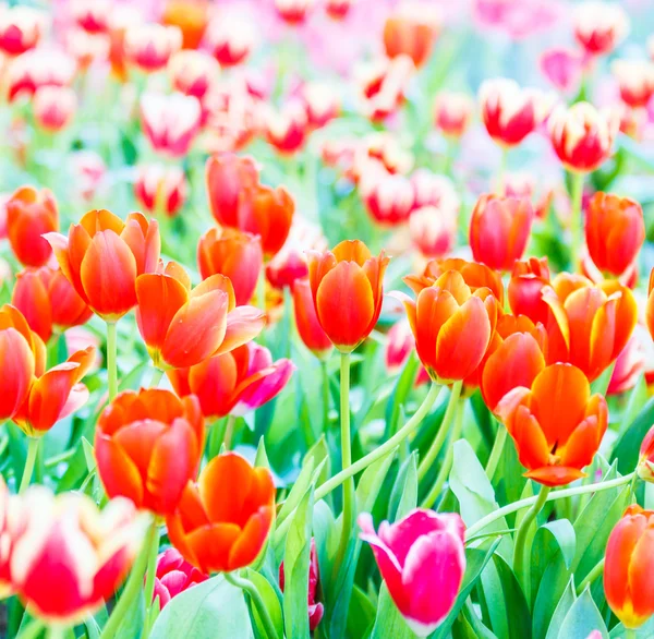 Tulipani fioriti primaverili — Foto Stock