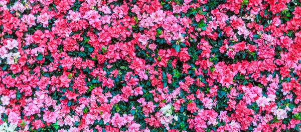 Flores rosadas florecientes — Foto de Stock