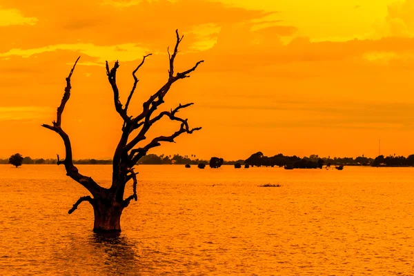 Dode boom in water — Stockfoto