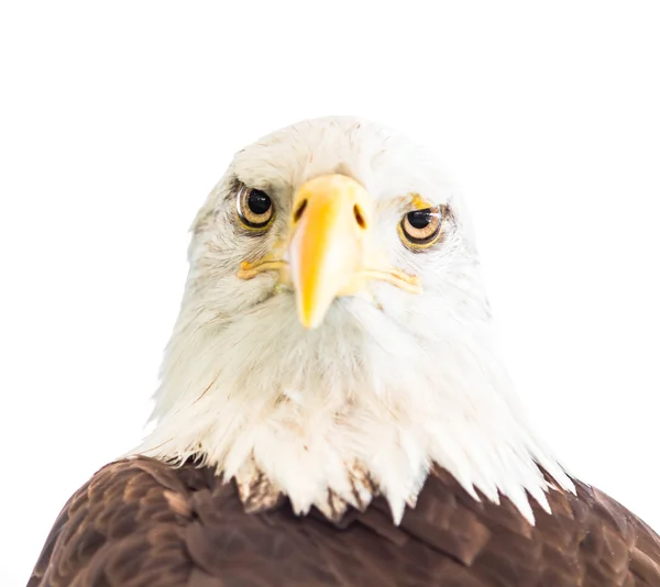 Pájaro águila calva — Foto de Stock