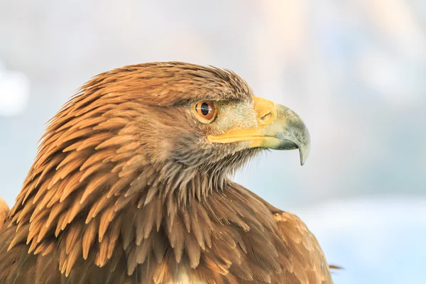 Golden eagle bird — Stock Photo, Image