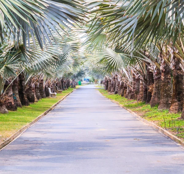 Tunnel van groene bomen op de weg, palm — Stockfoto