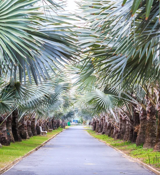 Tunnel van groene bomen op de weg, palm — Stockfoto