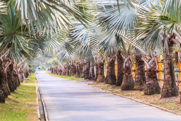 Tunnel van groene bomen op de weg, palm — Stockfoto