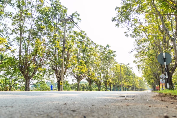 Route avec des arbres verts — Photo