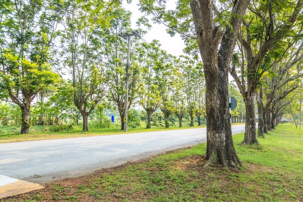 Road with green trees — Stock Photo, Image