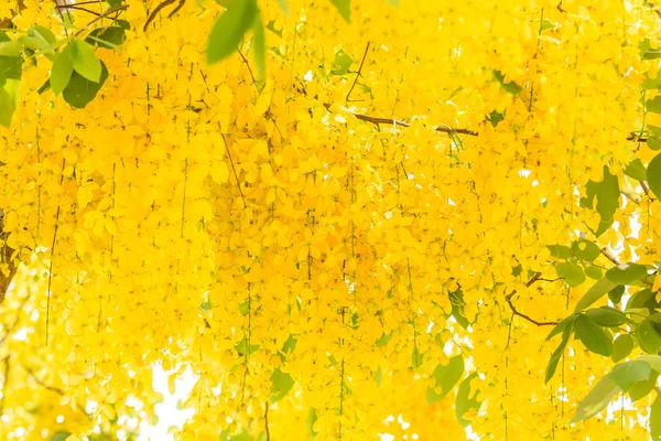 Золотий касії свищ квіти — стокове фото