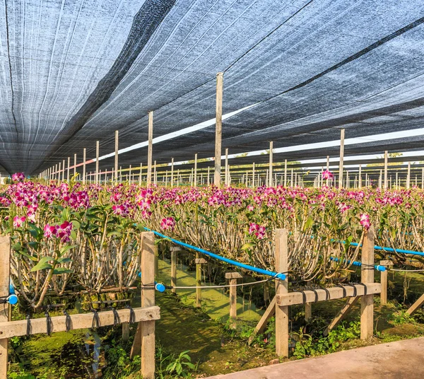 Flores de orquídea Jardín —  Fotos de Stock