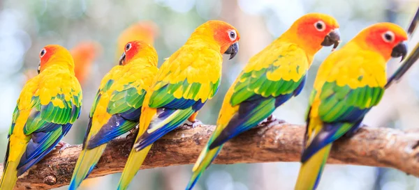 Sun Conure Parrots — Stock Photo, Image